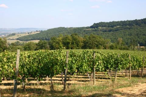 Vineyards 02