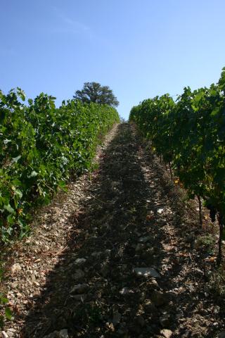 Vineyards 05