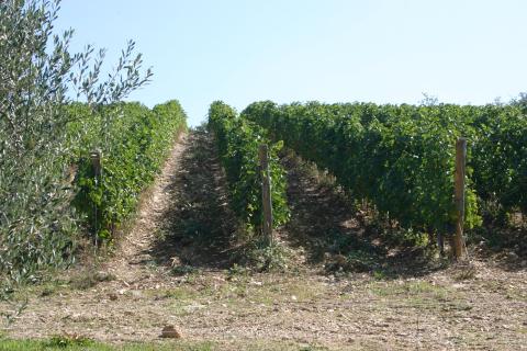 Vineyards 12